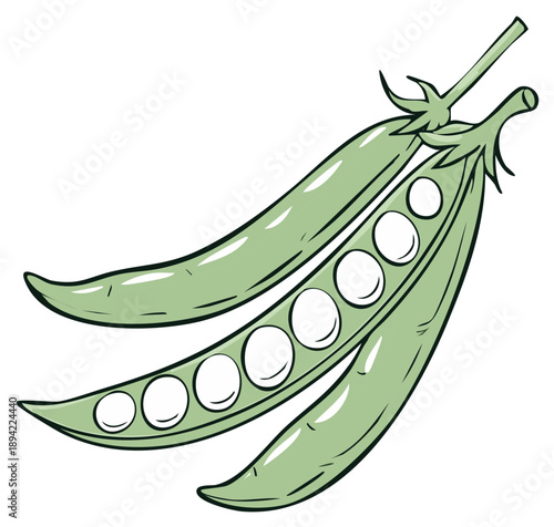 Hand drawn fresh green pea pods, one pod opened showing edible peas