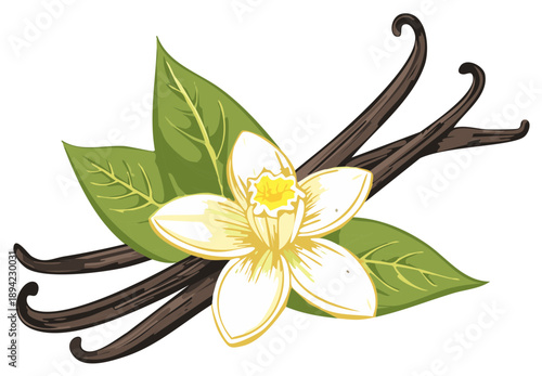 Vanilla flower, beans and leaves illustration