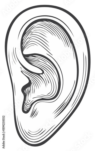 Detailed hand-drawn ear illustration, anatomical study, hearing concept