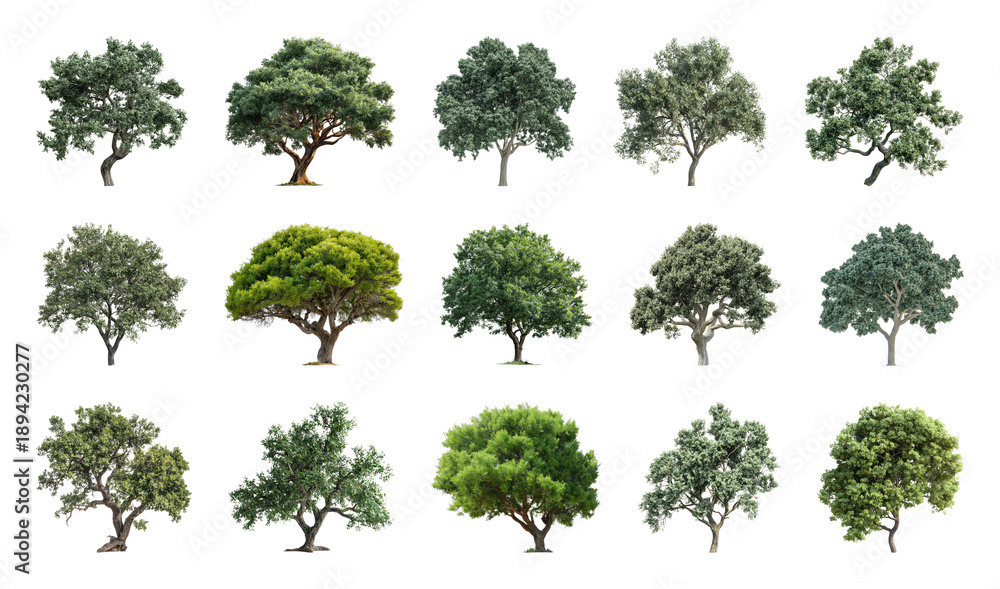 Obraz premium PNG Diverse tree collection image on transparent background