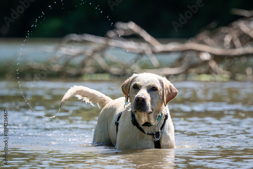Quadro em tela Wet golden labrador retriever wading in the water of a lake with a stream of droplets created by its waging tail