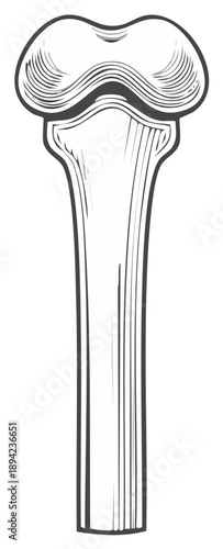 Anatomical drawing of the femur bone. Engraved illustration in black and white.