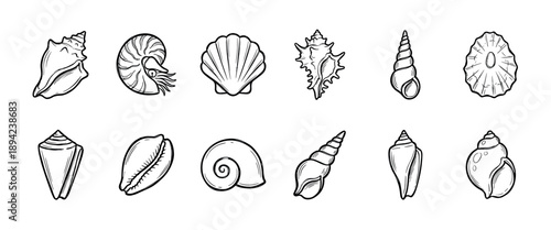 Collection of twelve different seashell illustrations in a hand-drawn black and white line art style, featuring various types like conch, scallop, nautilus, and murex