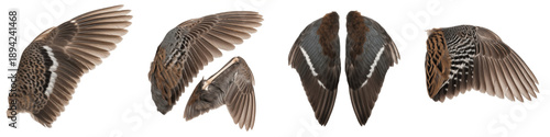 Quadro em tela Realistic House Martin Wings Set Isolated on White Background for Photo Manipula