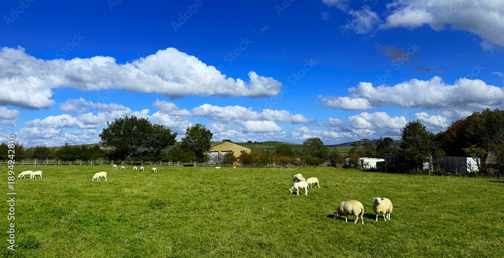Fototapeta premium “A quiet rural moment: sheep graze on a lush green field beneath soft clouds drifting across a vivid blue sky near Low Lane, Keighley, UK.”