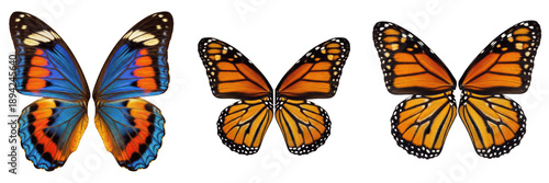 Fényképezés Butterfly wings symmetrical isolated on white background, detailed insect wings