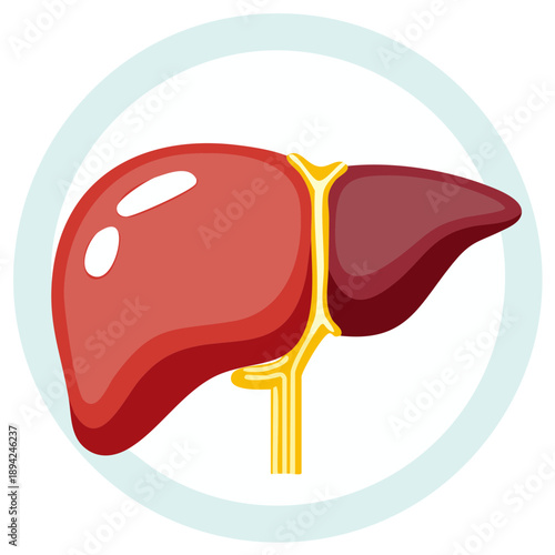 Stylized liver illustration showing lobes and bile ducts within a pale blue circle for medical or healthcare use