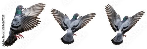 Quadro su tela Pigeon wings urban bird isolated on white background, city bird wings with soft
