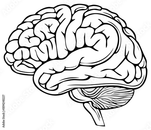 Black and White Human Brain Outline Illustration Neuroscience Mind Intelligence Concept Art