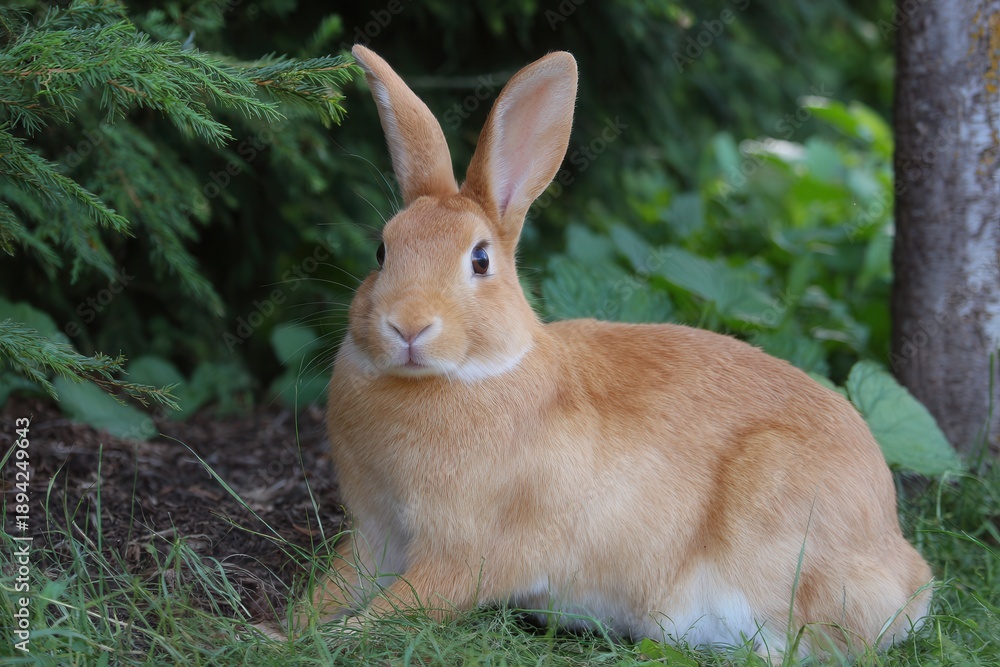 Fototapeta premium Copper rabbit sitting grass forest