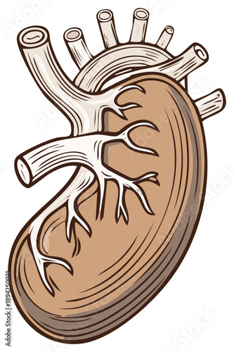 Doodle style vector kidney illustration of a human internal organ for educational health needs.