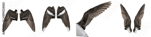 Realistic Pintail and Large Bird Wing Collection Featuring Detailed Plumage and Dynamic Flight Postures Isolated on White Background PNG Mockup