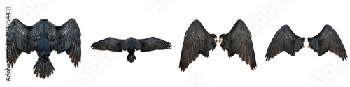 Realistic Crow and Raven Wing Collection Featuring Iridescent Black Plumage and Dynamic Flight Postures Isolated on White Background PNG Mockup