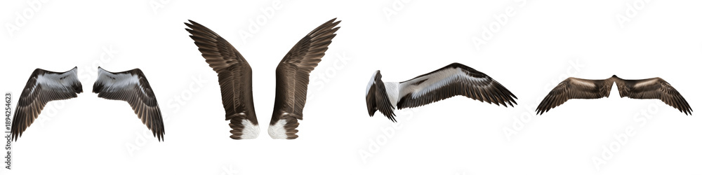 Obraz premium Realistic Large Bird and Predator Wing Collection Featuring Detailed Feather Patterns and Dynamic Flight Postures Isolated on White Background PNG Mockup