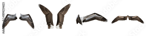 Realistic Large Bird and Predator Wing Collection Featuring Detailed Feather Patterns and Dynamic Flight Postures Isolated on White Background PNG Mockup