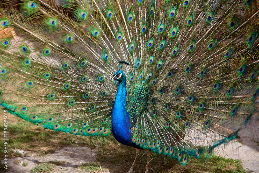 Obraz premium Close-up of a male peacock displaying its iridescent plumage, featuring a vibrant blue neck and a magnificent fan of green and gold feathers adorned with striking 