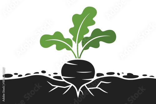 Beet Plant Growing in Soil, organic farming concept