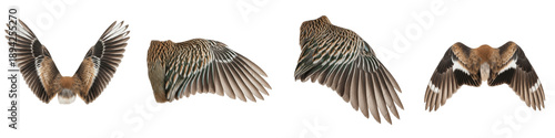 Realistic Hawk Wing Collection Featuring Detailed Brown Feather Patterns and Dynamic Flight Postures Isolated on White Background PNG Mockup