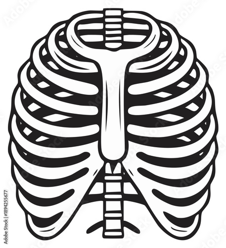 Illustrative human rib cage skeleton anatomy medical diagram vector art