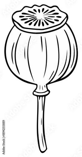 Stylized Poppy Seed Pod Line Art Illustration of a Dried Flower Head and Stem