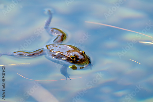 Εκτύπωση καμβά Brown wood frog, Lithobates sylvaticus, swimming in  blue pond water