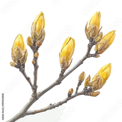 Spring Buds, clipart watercolor vector with gentle, isolated on a white background.