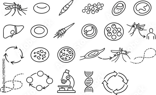 Line style icons of malaria plasmodium life cycle: mosquito silhouette, human blood cell, sporozoite, merozoite, gametocyte,