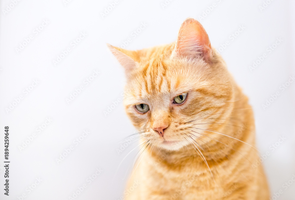 Fototapeta premium An orange tabby shorthair cat looking down