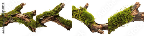Fotografía Set of Four Realistic Mossy Tree Branches, Natural Forest Wood Pieces with Green