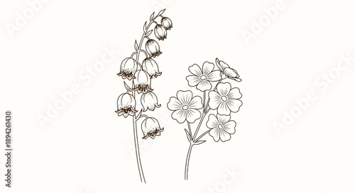Illustration of two flowers with distinct petals and stems, showcasing delicate line art with varying bloom sizes