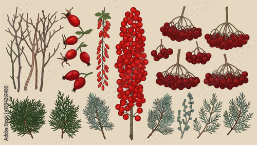 A collection of illustrations showcasing various trees and branches adorned with red berries in a winter landscape from a frontal viewpoint