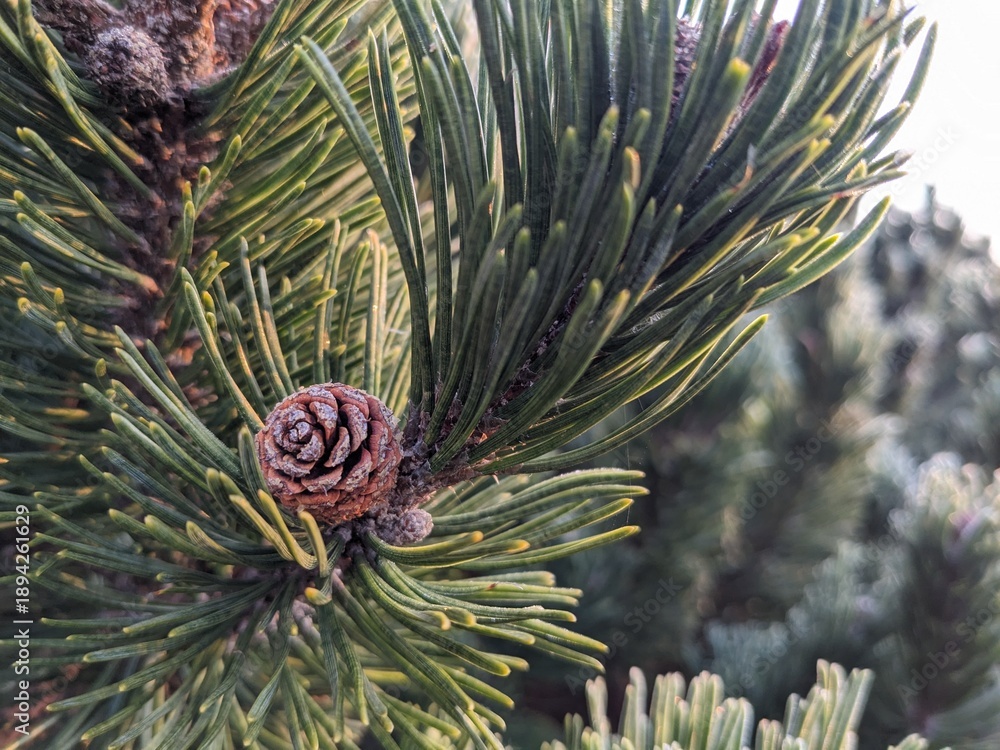 Fototapeta premium pine cones on a branch