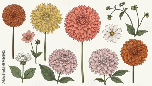 Illustration of various colorful flowers in full bloom, showcasing diverse floral arrangements and botanical details from a top-down viewpoint