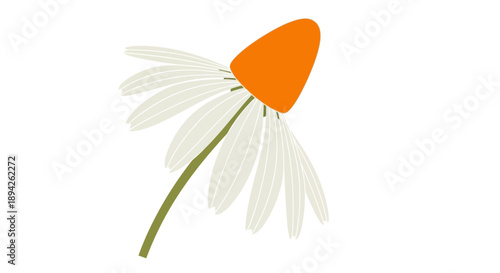 A daisy flower with white petals and an orange center is depicted in a simple illustration style.