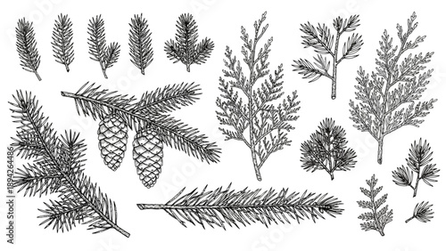 Illustration of various coniferous tree branches and foliage arranged in a collection