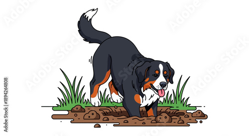 A bernese mountain dog digs a hole in the ground with grass around it from a side view