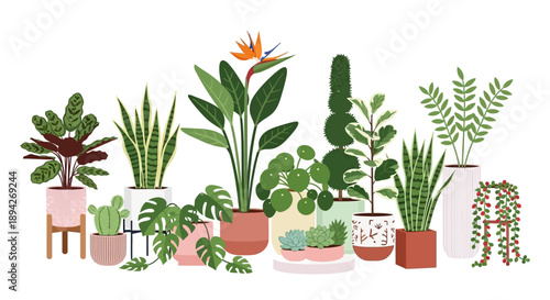 Assorted potted plants and flowers displayed on a white background from a straightforward viewpoint, showcasing diverse foliage and blooms.
