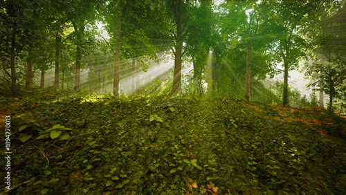 Canvastavla Sunlight filters through tall trees in a vibrant forest, casting beautiful rays on the underbrush