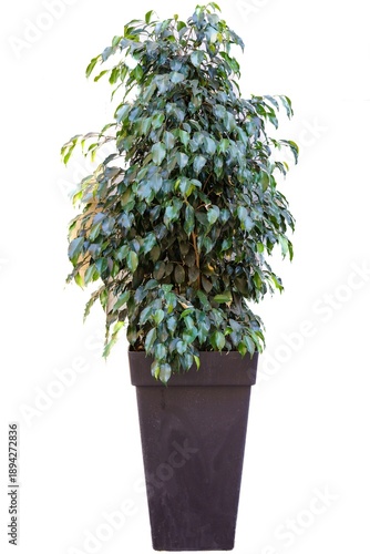 Foto Tall potted ficus benjamina in black planter