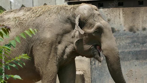 Asian Elephant in Zoo Environment – Wildlife Conservation Concept