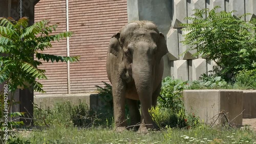 Asian Elephant in Zoo Environment – Wildlife Conservation Concept