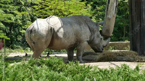 Adult Rhinoceros Standing in Natural Habitat in a Protected Environment Surrounded by Greenery