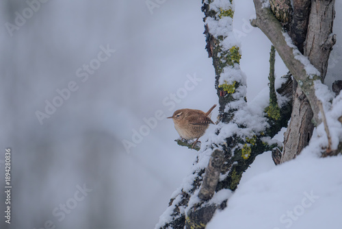 Northern Wren in a winter environment on a snow covered branch

