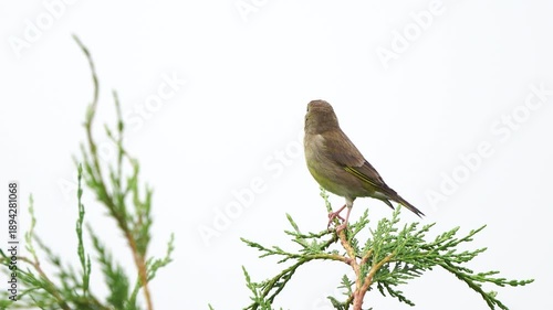 Wallpaper Mural A female European greenfinch or simply the greenfinch (Chloris chloris) sitting in the top of a conifer and flying away Torontodigital.ca