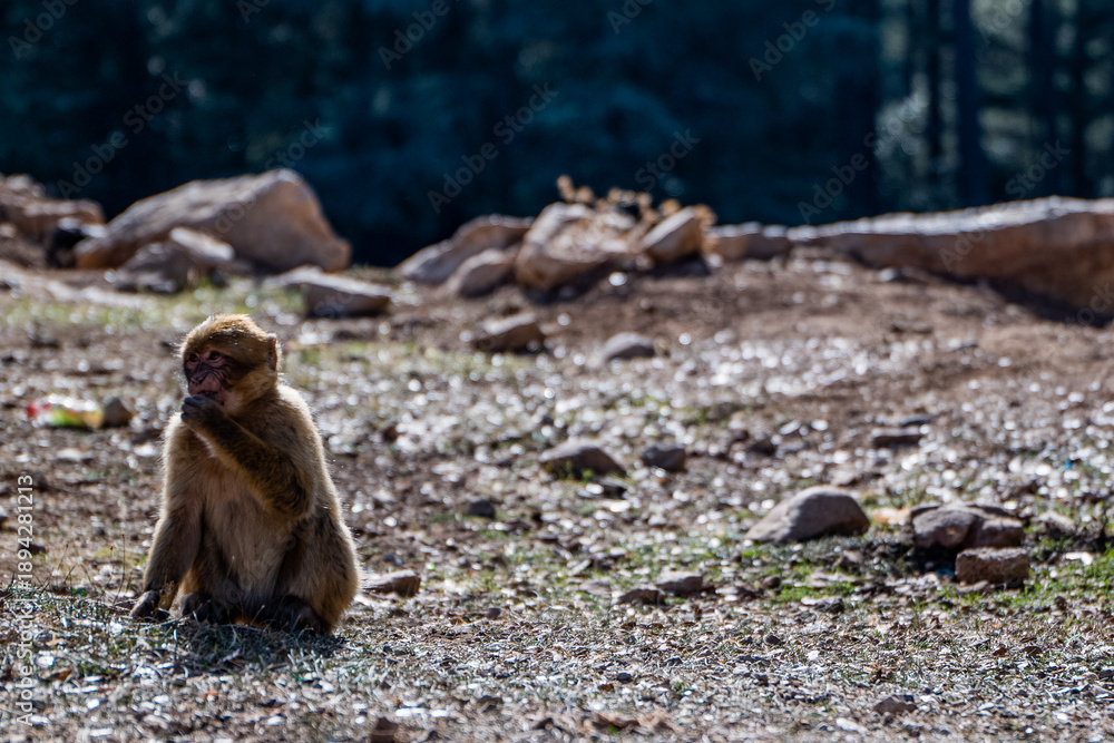Obraz premium Monkey in Morocco