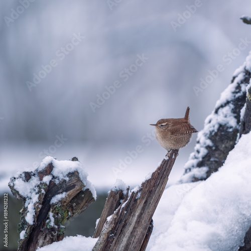 Northern Wren in a winter environment on a snow covered branch
