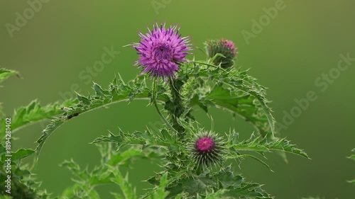 Wallpaper Mural A thistle flower waving in the wind Torontodigital.ca