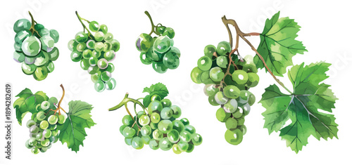 Watercolor set lush green grapes with vine leaves on stems fruit elements isolated on transparent background
