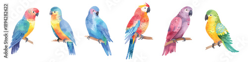 Parrot, macaw and lovebird, exotic colorful birds watercolor elements set isolated on transparent background