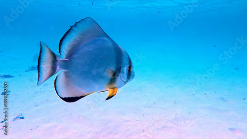 Tableau sur toile Luxury resort photos of seychelles tropical 
paradise islands with exotic fish under wave of 
clear water on seabed 
azure Indian Ocean with coral reef
